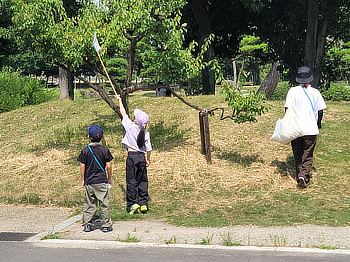 園内でセミの抜け殻を探す子どもたち