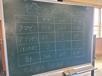 部屋に戻りセミの種類とオス、メスに分け数え
