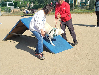障害物競走の体験をするワンちゃん