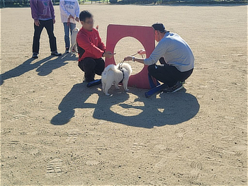 障害物競走の体験をするワンちゃん