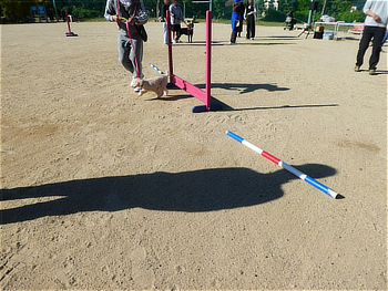 障害物競走の体験をするワンちゃんと飼い主さん