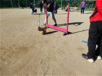 障害物競走の体験をするワンちゃんと飼い主さん