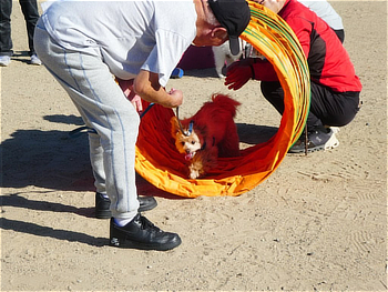 障害物競走の体験をするワンちゃんと飼い主さん