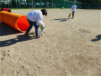 障害物競走の体験をするワンちゃんと飼い主さん