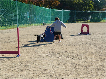 障害物競走の体験をするワンちゃんと飼い主さん