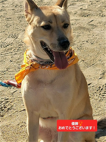 1位のワンちゃん「優勝おめでとうございます!」