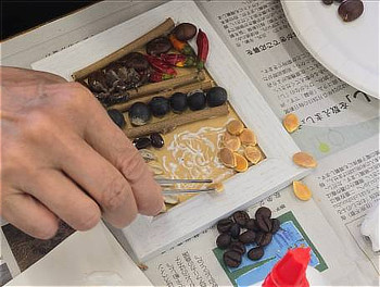 ピンセットで種を貼り付けます