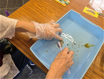 水を入れたトレーの中で、葉を手指で固定しながら歯ブラシで丁寧にこすり、葉肉を落とす手元の様子