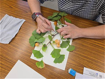実が複数付いたイチョウの枝を観察しながら、用紙に鉛筆でスケッチを描く手元