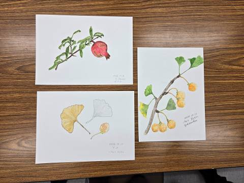 ボタニカルアート体験講座で完成した、ザクロやイチョウの果実・葉が美しく描かれた3点のボタニカルアート作品