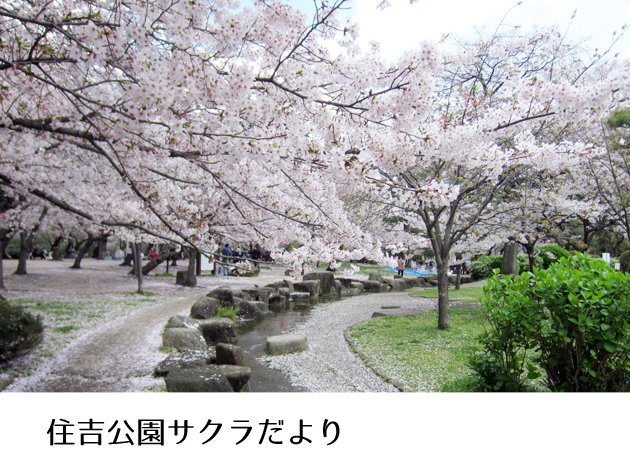 住吉公園サクラだより 住吉公園サクラだより