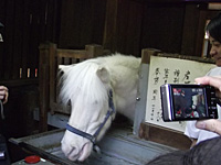 お正月の住吉大社 お正月の住吉大社
