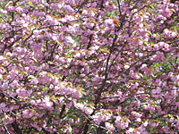 住吉公園では花壇が花盛り