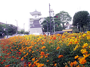 花の便り（キバナコスモス）