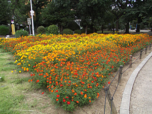 花の便り（キバナコスモス）