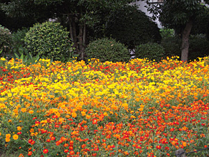 花の便り（キバナコスモス）