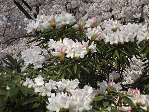 花の便り（チューリップ,西洋シャクナゲ,桜）