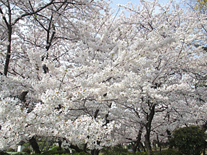 花の便り（チューリップ,西洋シャクナゲ,桜）