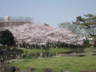 住吉公園のソメイヨシノ