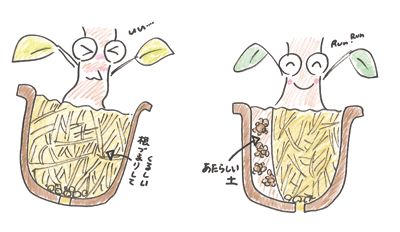 ちょっと園芸豆知識「鉢増し」