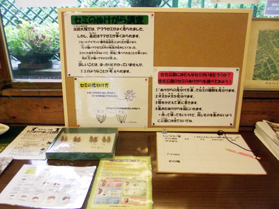 住吉公園セミのぬけがら調査