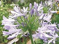 まちの公園新聞 2015春号 まちの公園新聞 2015春号