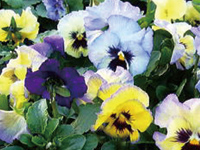 まちの公園新聞 2015秋号(まちの公園新聞記事内容ご紹介) まちの公園新聞 2015秋号(まちの公園新聞記事内容ご紹介)