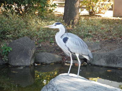 まちの公園新聞 2016冬号（まちの公園新聞記事内容ご紹介）