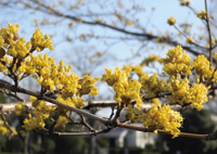 まちの公園新聞 2016冬号（まちの公園新聞記事内容ご紹介）