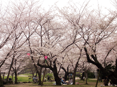 まちの公園新聞 2016春号（まちの公園新聞記事内容ご紹介）