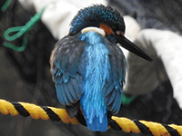 カワセミ カワセミ