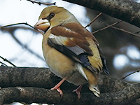シメ シメ