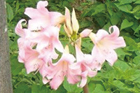 まちの公園新聞 2018 あき号 リコリス