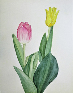 ボタニカルアート体験講座２・春の花を描こう