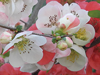 まちの公園新聞 2019 ふゆ号 ボケ