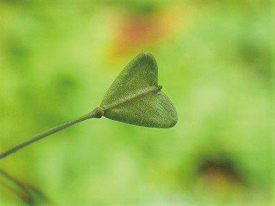 写真② ナズナの莢