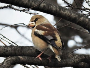 住吉公園バードウオッチング入門