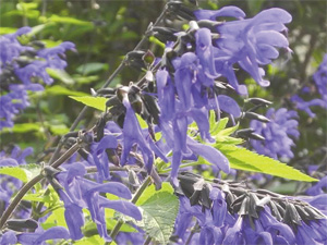まちの公園新聞 2021 なつ号 メドーセージ