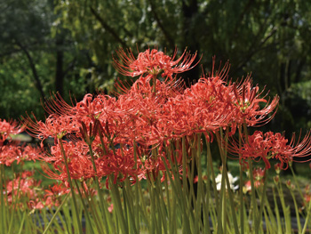 写真③ヒガンバナの花：日本ではあまり好まれませんが、欧米諸国では他のリコリス属とともに園芸種となっています。