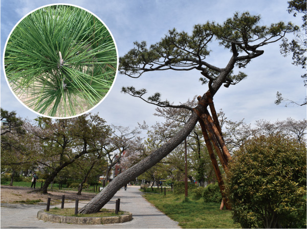 写真① 住吉公園のクロマツの樹形と葉