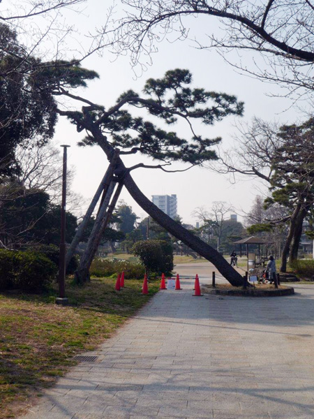 松の伐倒と植替え工事のお知らせ
