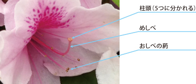 ツツジの花の解説画像：柱頭（５つに分かれる）・めしべ・おしべの葯