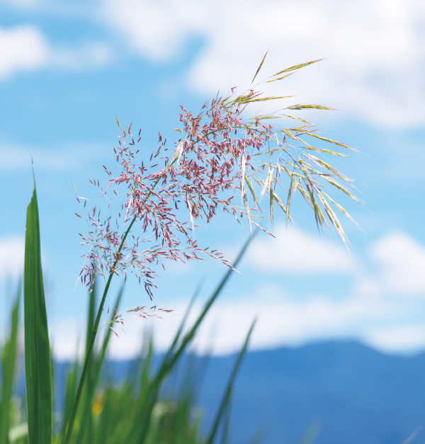 写真③マコモの花