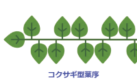 コクサギ型葉序