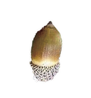 ウバメガシの実