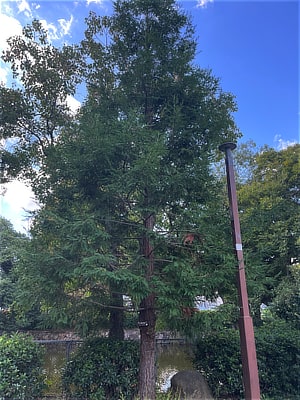 センペルセコイア