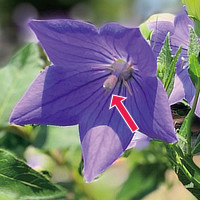 サルスベリの花