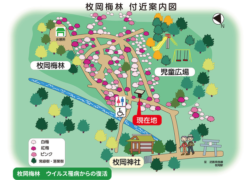枚岡梅林　ウイルス罹病からの復活