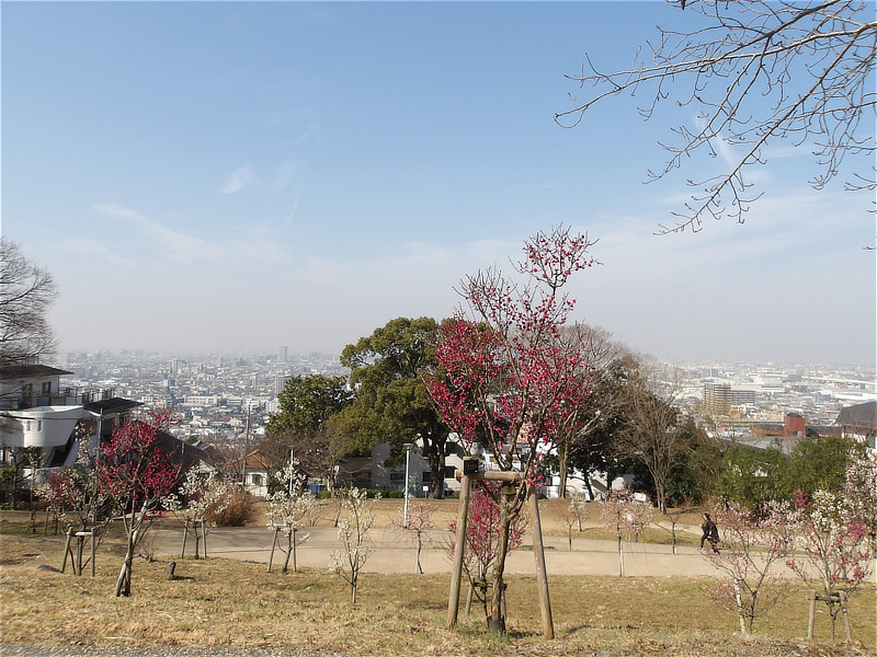 現在の枚岡梅林（2024年2月14日撮影）提供：枚岡公園管理事務所