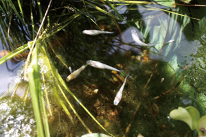 身近な生き物〜「メダカ」（住吉公園）
